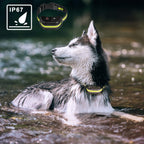Training  Collars To Prevent Dogs From Barking
